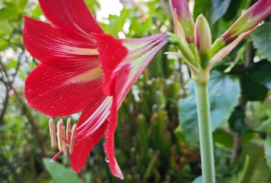 Bahçe saksısında yetişen Hippeastrum Correisense çiçeği.