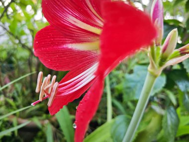 Bahçe saksısında yetişen Hippeastrum Correisense çiçeği.