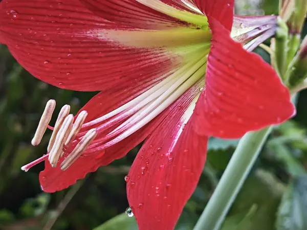 Bahçe saksısında yetişen Hippeastrum Correisense çiçeği.