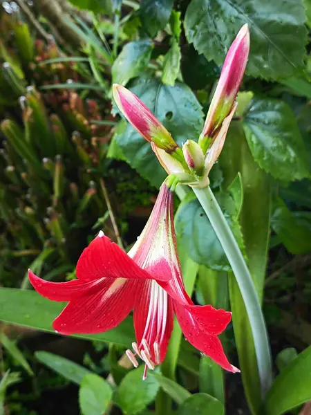 Bahçe saksısında yetişen Hippeastrum Correisense çiçeği.