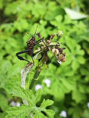 Leptoglossus gonagra yabani otların ucuna tırmanıyor..