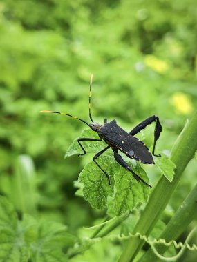 Leptoglossus gonagra yabani otların ucuna tırmanıyor..