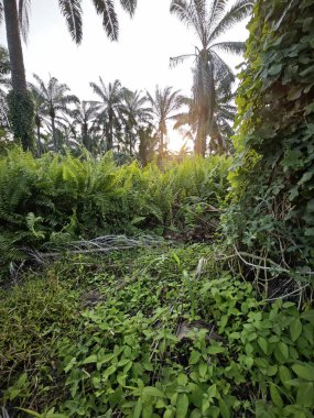 vahşi nephrolepis biserrata eğreltiotu bitkisi çiftlikte.