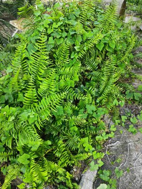 vahşi nephrolepis biserrata eğreltiotu bitkisi çiftlikte.
