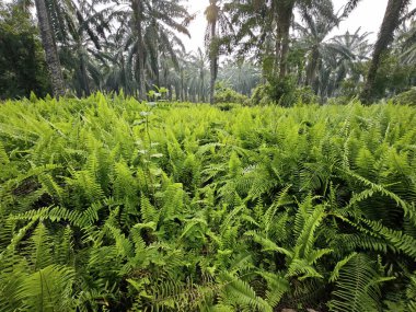 vahşi nephrolepis biserrata eğreltiotu bitkisi çiftlikte.