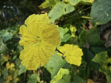 yellow flower of the luffa gourd vegetable plant. clipart