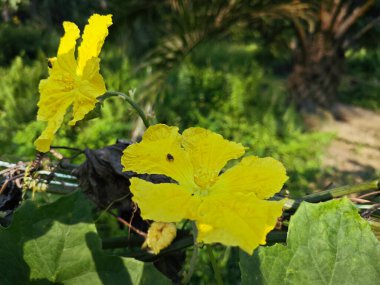 yellow flower of the luffa gourd vegetable plant. clipart