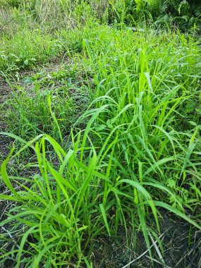 Patches of wild Leersia Oryzoides grasses at the plantation. clipart