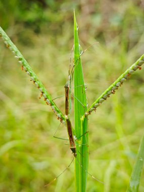 Rice seed insects resting on the stalk of the grass. clipart