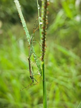 Pirinç tohumu böcekleri otların üzerinde dinleniyor..