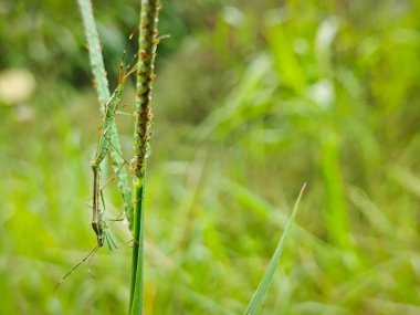 Rice seed insects resting on the stalk of the grass. clipart