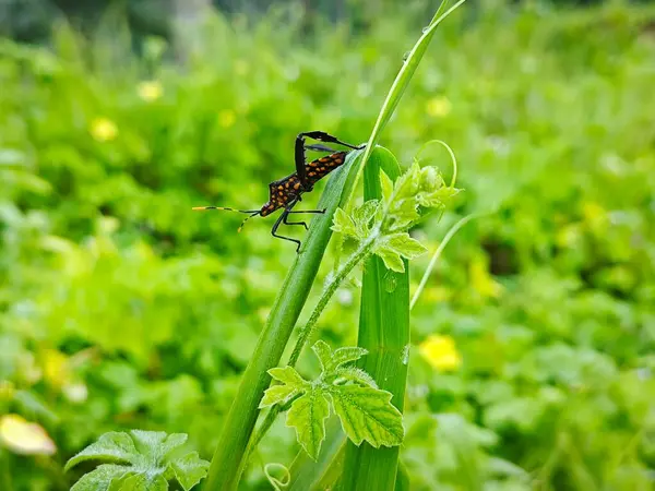 stock image leptoglossus gonagra climbing on the blade of wild grass.