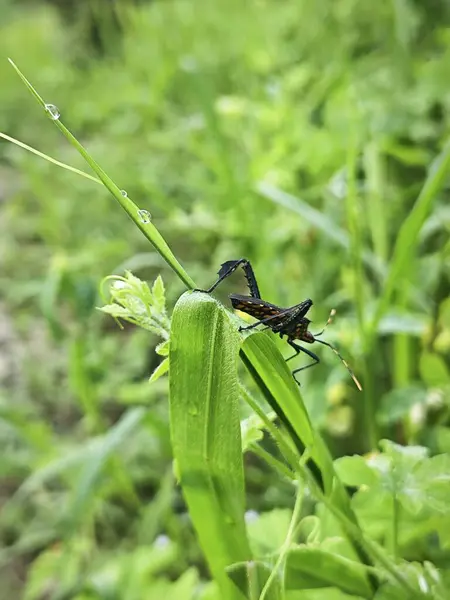 stock image leptoglossus gonagra climbing on the blade of wild grass.