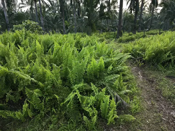 stock image wild nephrolepis biserrata fern plant at the plantation.