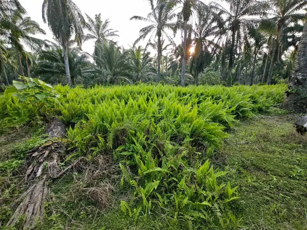 stock image wild nephrolepis biserrata fern plant at the plantation.