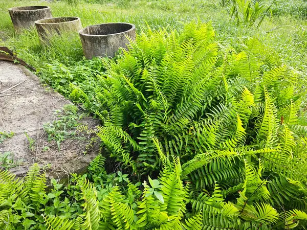 stock image wild nephrolepis biserrata fern plant at the plantation.