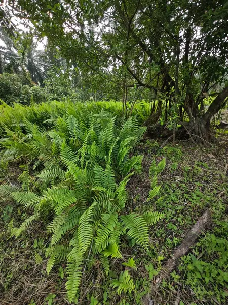 stock image wild nephrolepis biserrata fern plant at the plantation.