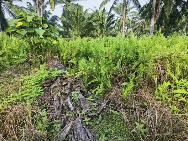 stock image wild nephrolepis biserrata fern plant at the plantation.