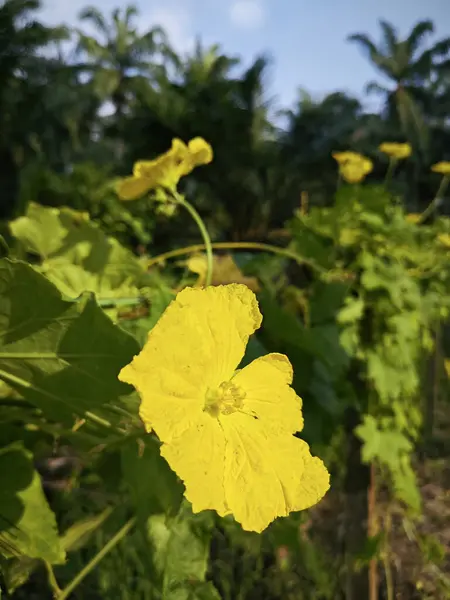 stock image yellow flower of the luffa gourd vegetable plant.