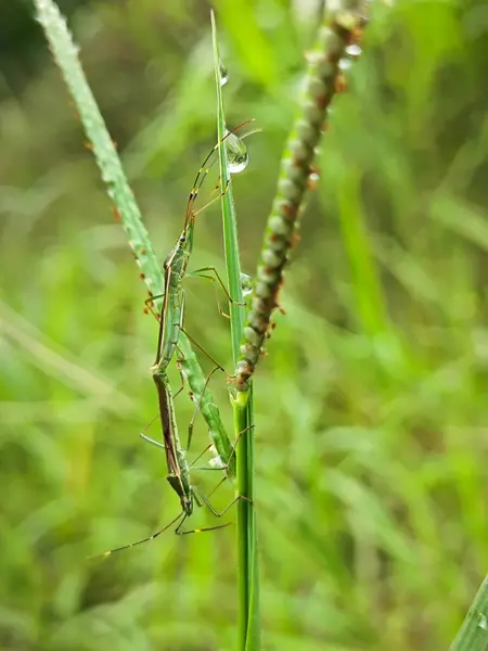 stock image Rice seed insects resting on the stalk of the grass.