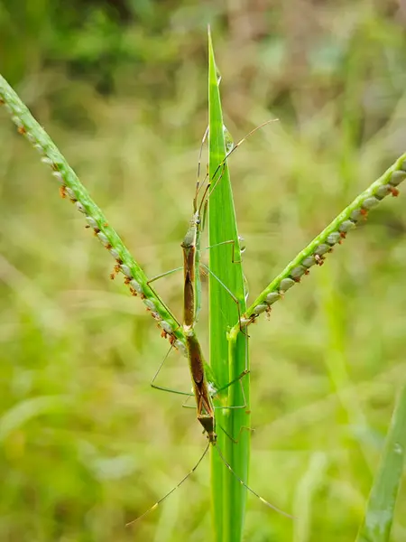 stock image Rice seed insects resting on the stalk of the grass.