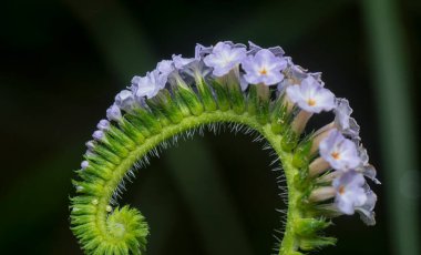 close up shot of the wild tiny Heliotropium indicum flower. clipart