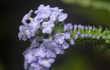 Vahşi küçük Heliotropium çiçeğinin yakın çekim görüntüsü.