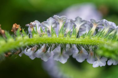 close up shot of the wild tiny Heliotropium indicum flower. clipart