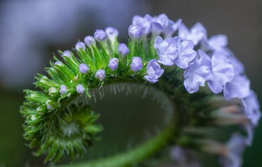 Vahşi küçük Heliotropium çiçeğinin yakın çekim görüntüsü.