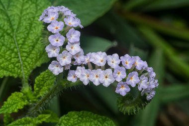 close up shot of the wild tiny Heliotropium indicum flower. clipart