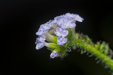 close up shot of the wild tiny Heliotropium indicum flower. clipart