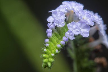 Vahşi küçük Heliotropium çiçeğinin yakın çekim görüntüsü.