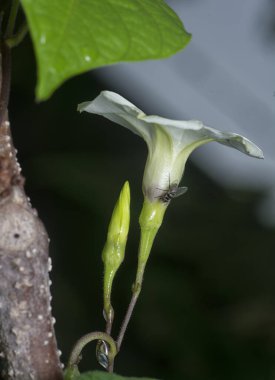 Close shot of the Tiny white ipomoea alba flower.   clipart