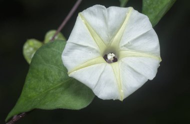 Küçük beyaz ipomoea alba çiçeğinin yakın çekimi.  