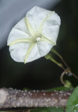 Close shot of the Tiny white ipomoea alba flower.   clipart