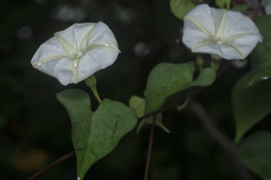 Close shot of the Tiny white ipomoea alba flower.   clipart