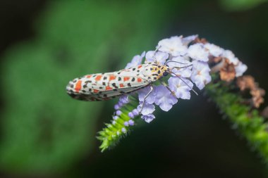 Utetheisa pulchella perching on the heliotropium indicum plant.  clipart