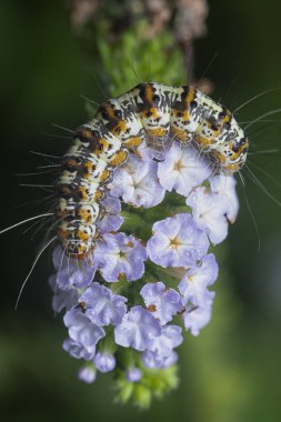 Utetheisa pulchella perching on the heliotropium indicum plant.  clipart