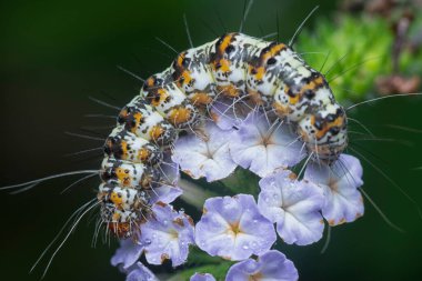 Utetheisa pulchella heliotropium indicum bitkisine tünemektedir.. 
