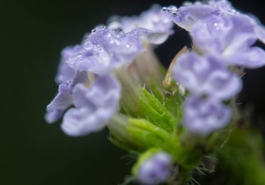 Küçük Heliotropium çiçeğinin içinde saklanan küçük pis kokulu böceği yakından çek..    