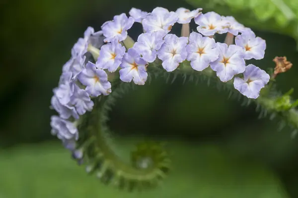 stock image close up shot of the wild tiny Heliotropium indicum flower.