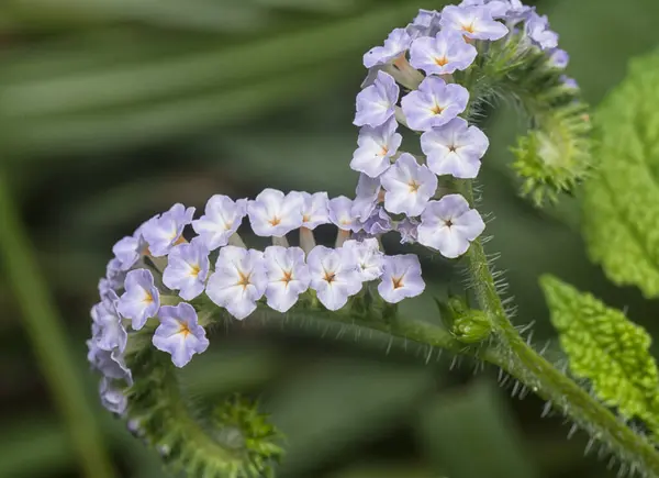 Stock image close up shot of the wild tiny Heliotropium indicum flower.