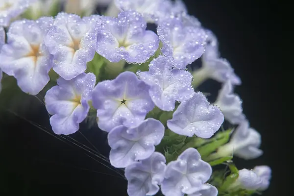 Stock image close up shot of the wild tiny Heliotropium indicum flower.