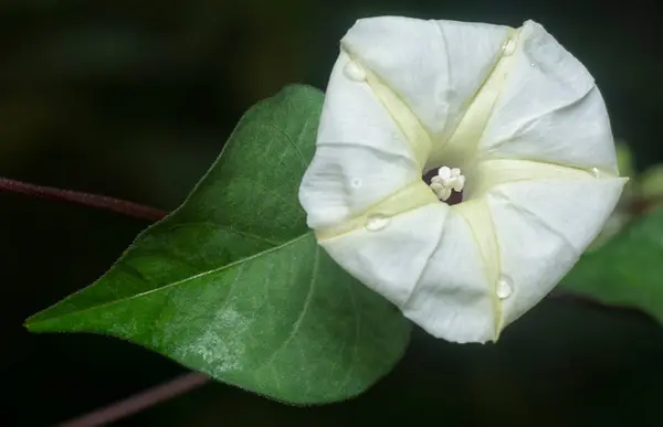 stock image Close shot of the Tiny white ipomoea alba flower.  