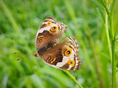 wild Junonia butterfly perching on the grass at the agriculture land. clipart