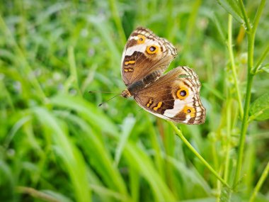 Vahşi Junonia Kelebeği tarım arazisindeki çimlere tünedi..