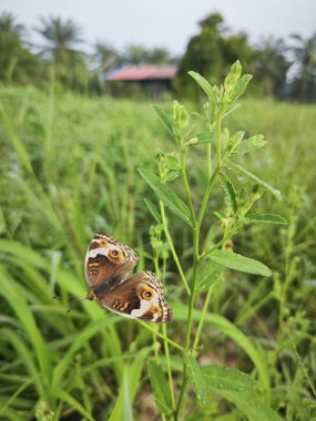 wild Junonia butterfly perching on the grass at the agriculture land. clipart