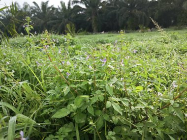 Çalı çalısı, yabani örümcek çiçeği otlarıyla dolu açık alan..