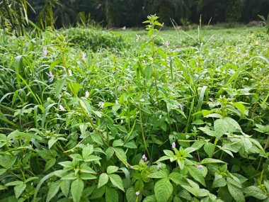 Çalı çalısı, yabani örümcek çiçeği otlarıyla dolu açık alan..