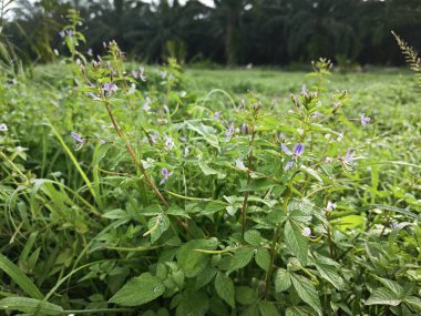 Çalı çalısı, yabani örümcek çiçeği otlarıyla dolu açık alan..